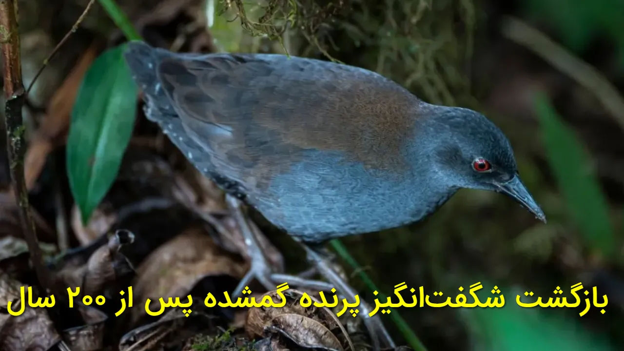 بازگشت از دل تاریخ؛ پرنده ای که ۲۰۰ سال پیش «منقرض شده» بود، دوباره زنده شد!