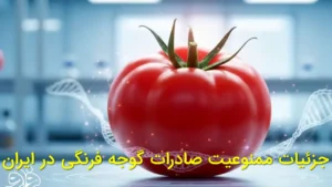 جزئیات ممنوعیت صادرات گوجه فرنگی در ایران