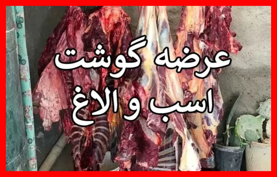 کشف حیرتانگیز ۲۵۴ کیلوگرم گوشت حیوانات تکسمی از جمله الاغ، قاطر و اسب در جنوب تهران؛ دستگیری ۵ متهم