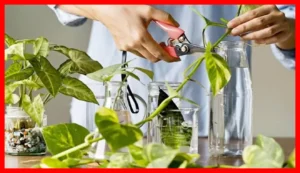 راهنمای کامل نگهداری پتوس در منزل؛ بهترین روش‌ها برای رشد سالم گل پتوس
