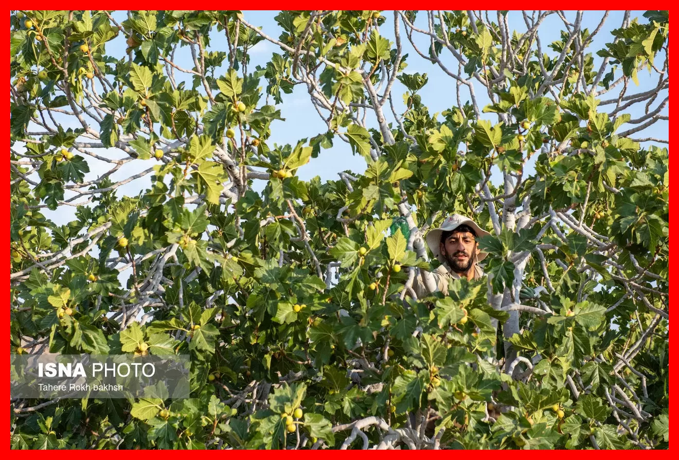 طلایی شیرینی که روی درخت خشک میشود و جهانیان خواهان آن هستند + تصاویر