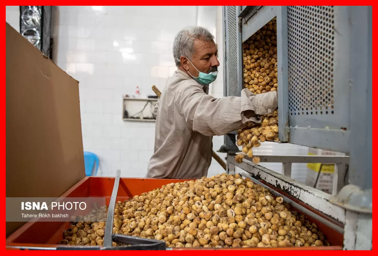 طلایی شیرینی که روی درخت خشک میشود و جهانیان خواهان آن هستند + تصاویر