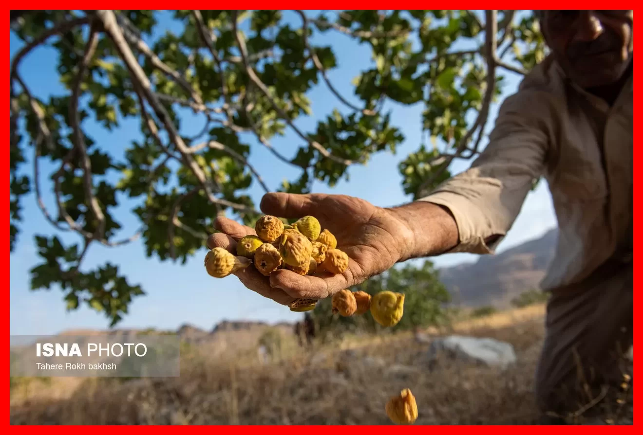 طلایی شیرینی که روی درخت خشک میشود و جهانیان خواهان آن هستند + تصاویر