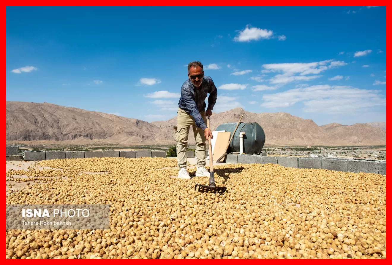 طلایی شیرینی که روی درخت خشک میشود و جهانیان خواهان آن هستند + تصاویر