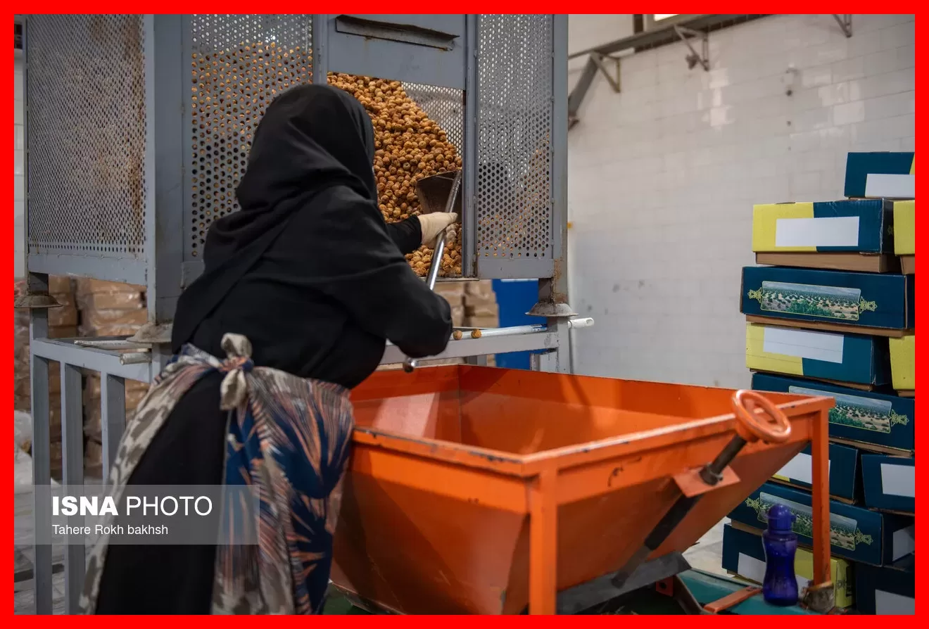 طلایی شیرینی که روی درخت خشک میشود و جهانیان خواهان آن هستند + تصاویر
