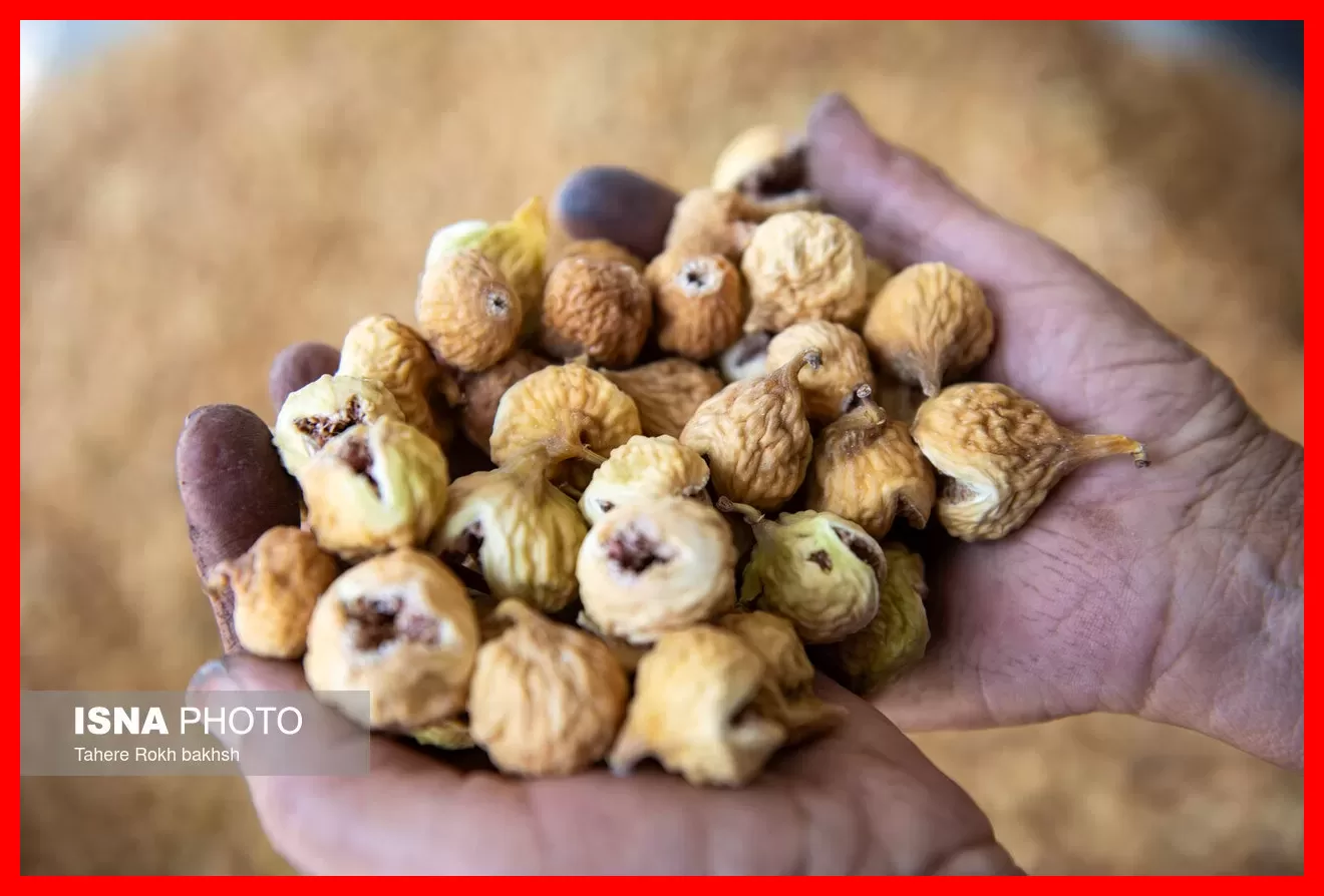 طلایی شیرینی که روی درخت خشک میشود و جهانیان خواهان آن هستند + تصاویر