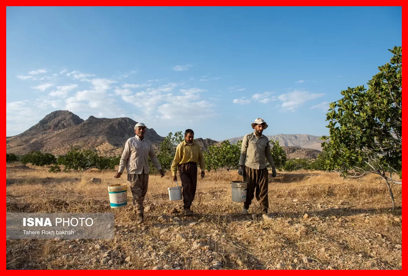 طلایی شیرینی که روی درخت خشک میشود و جهانیان خواهان آن هستند + تصاویر