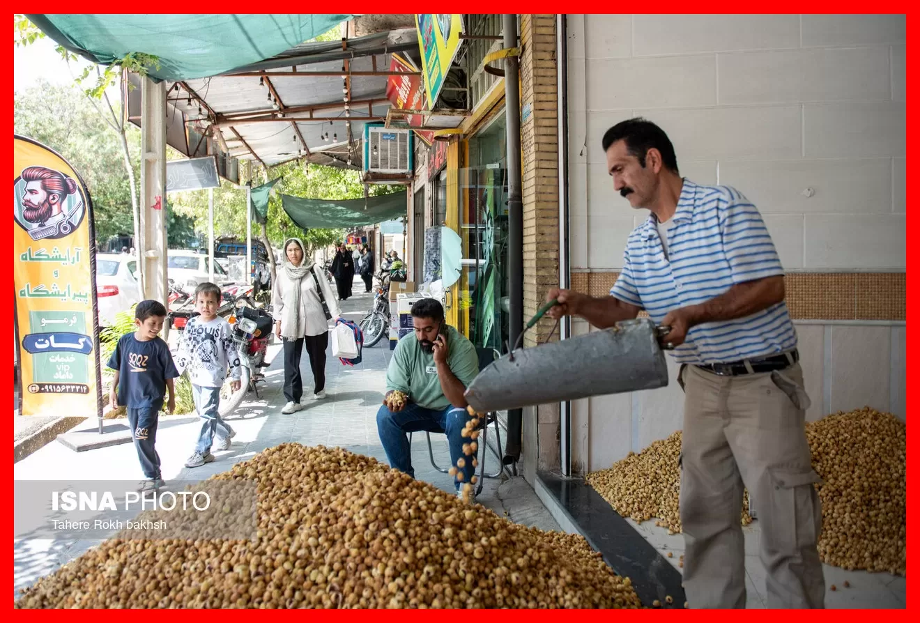 طلایی شیرینی که روی درخت خشک میشود و جهانیان خواهان آن هستند + تصاویر