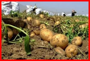 کاهش چشمگیر قیمت سیب زمینی در بازار