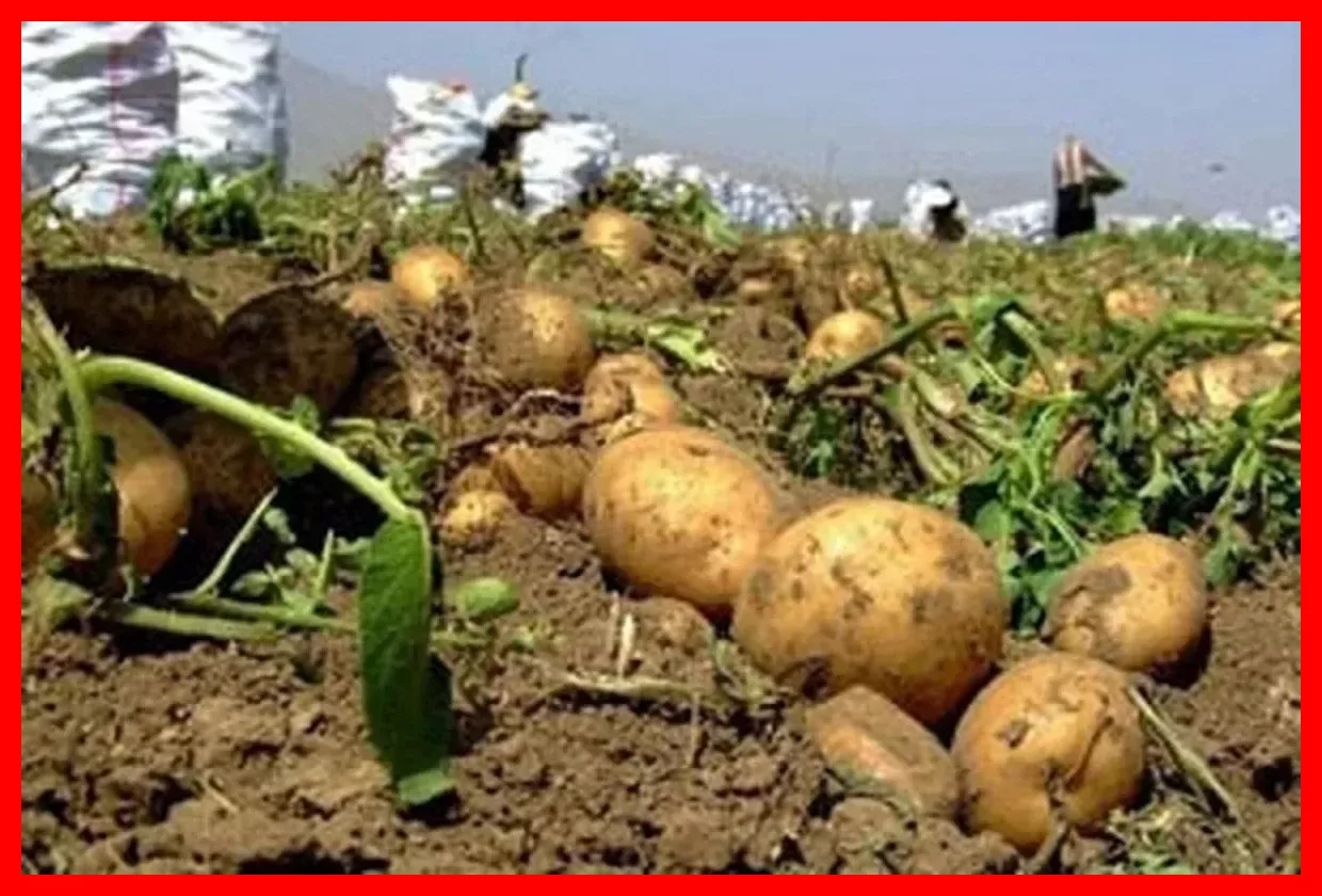 کاهش چشمگیر قیمت سیب زمینی در بازار