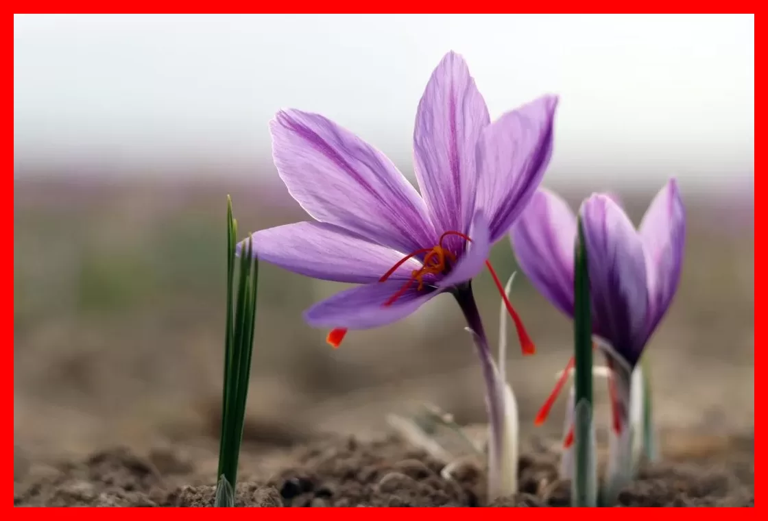 نوسان شدید قیمت زعفران؛ جهش ۱۰۰ درصدی در ابتدای فصل برداشت
