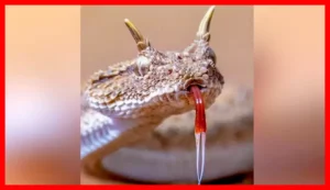 تصویری دیدنی و نزدیک از مار افعی شاخ‌دار در شن‌زارهای خوزستان + عکس