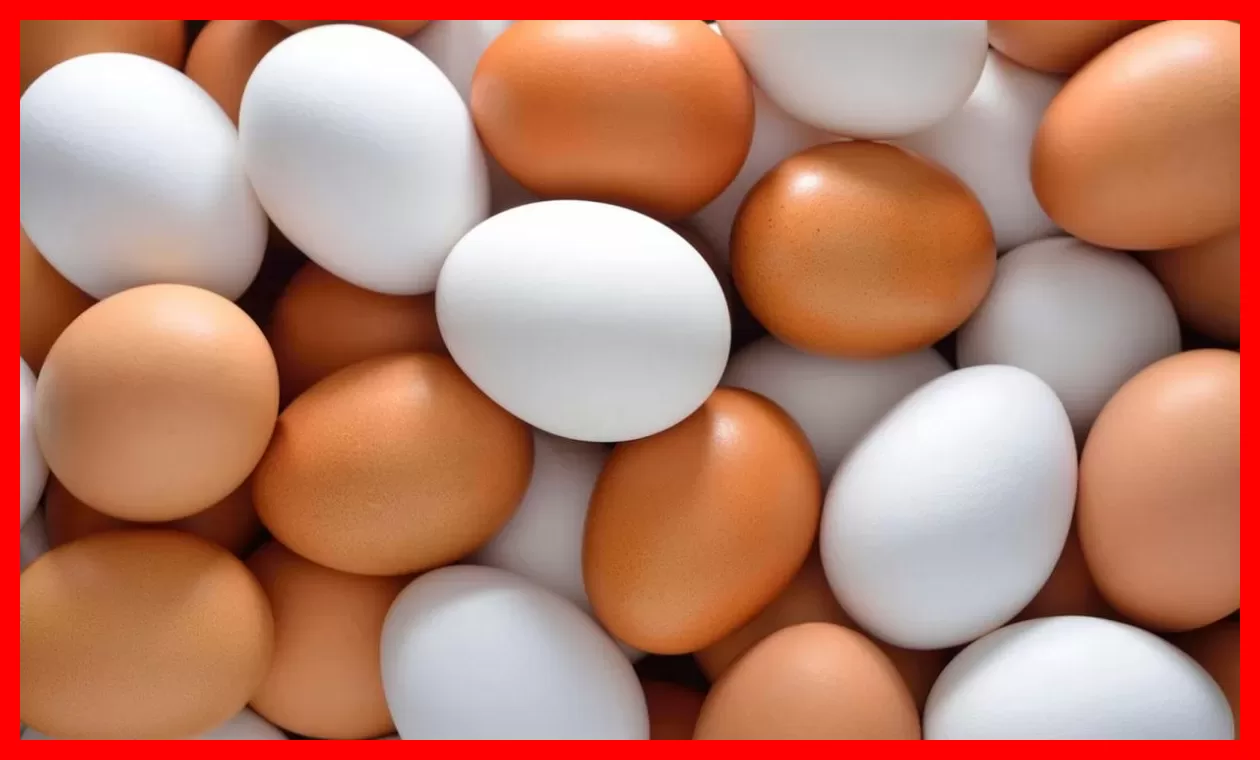 افزایش قیمت تخم مرغ از فردا تا این مقدار؛ آماده باشید!