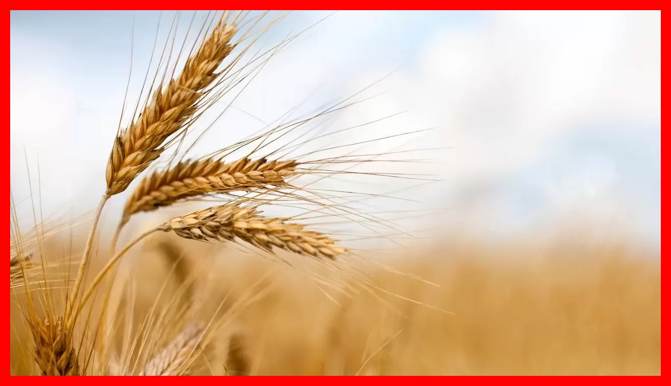 خبر خوش برای گندمکاران؛ رقم جدید خرید تضمینی گندم اعلام شد