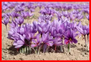 طلای سرخ در آستانه برداشت بی‌سابقه؛ قیمت زعفران به اوج نجومی رسید!