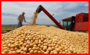 چین بار دیگر به بازار سویای آمریکا بازمی‌گردد؛ فرصت‌ها و تاثیرات مهم
