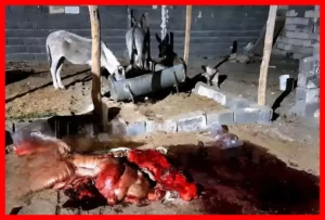 کشف و توقیف ۱۰۰ کیلوگرم گوشت الاغ در ساوه استان مرکزی